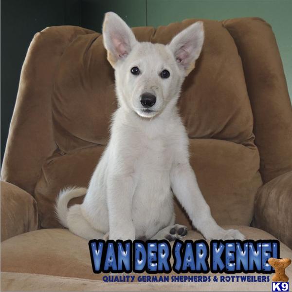 German Shepherd Puppies in FL